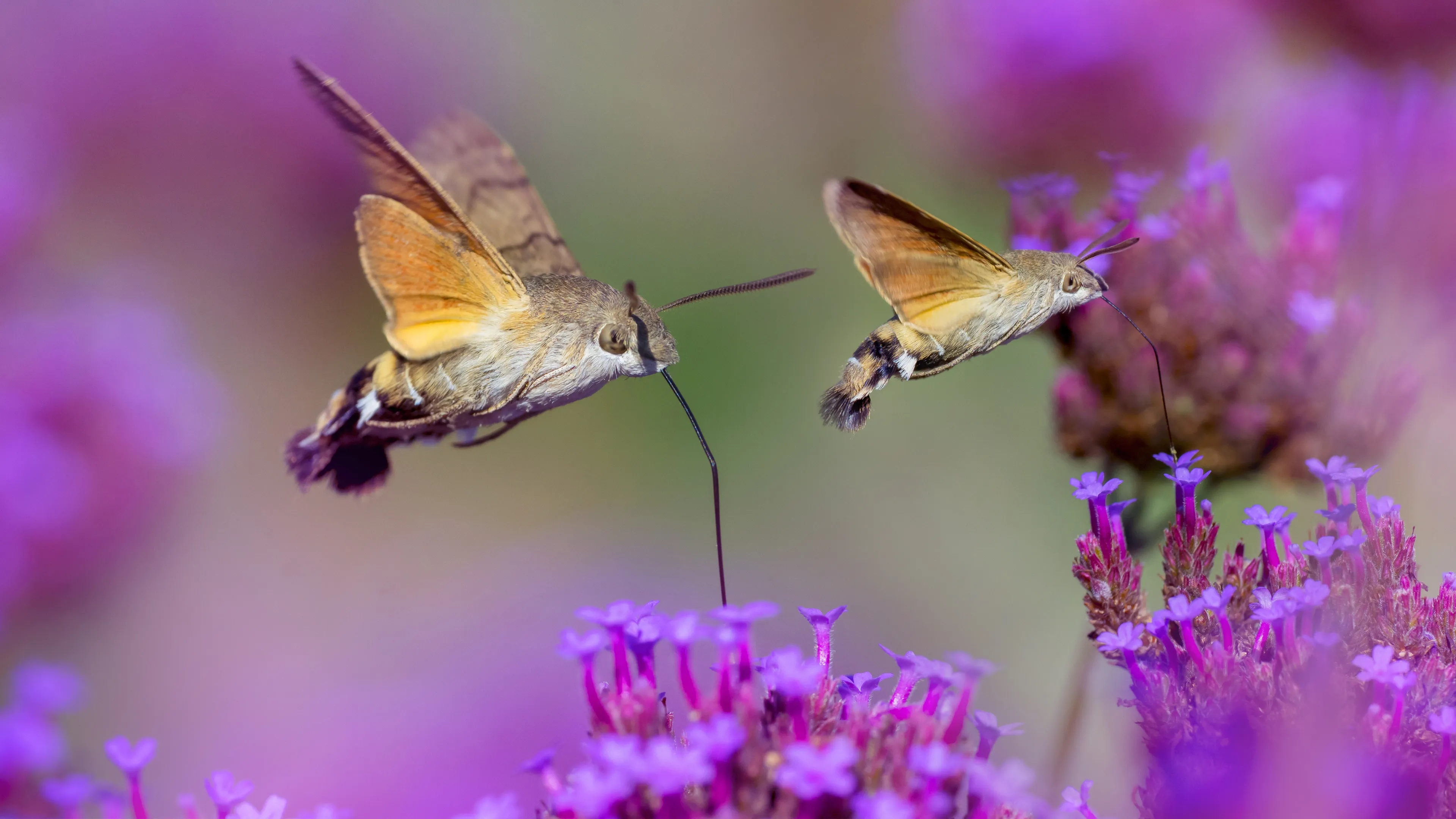 Schmetterling