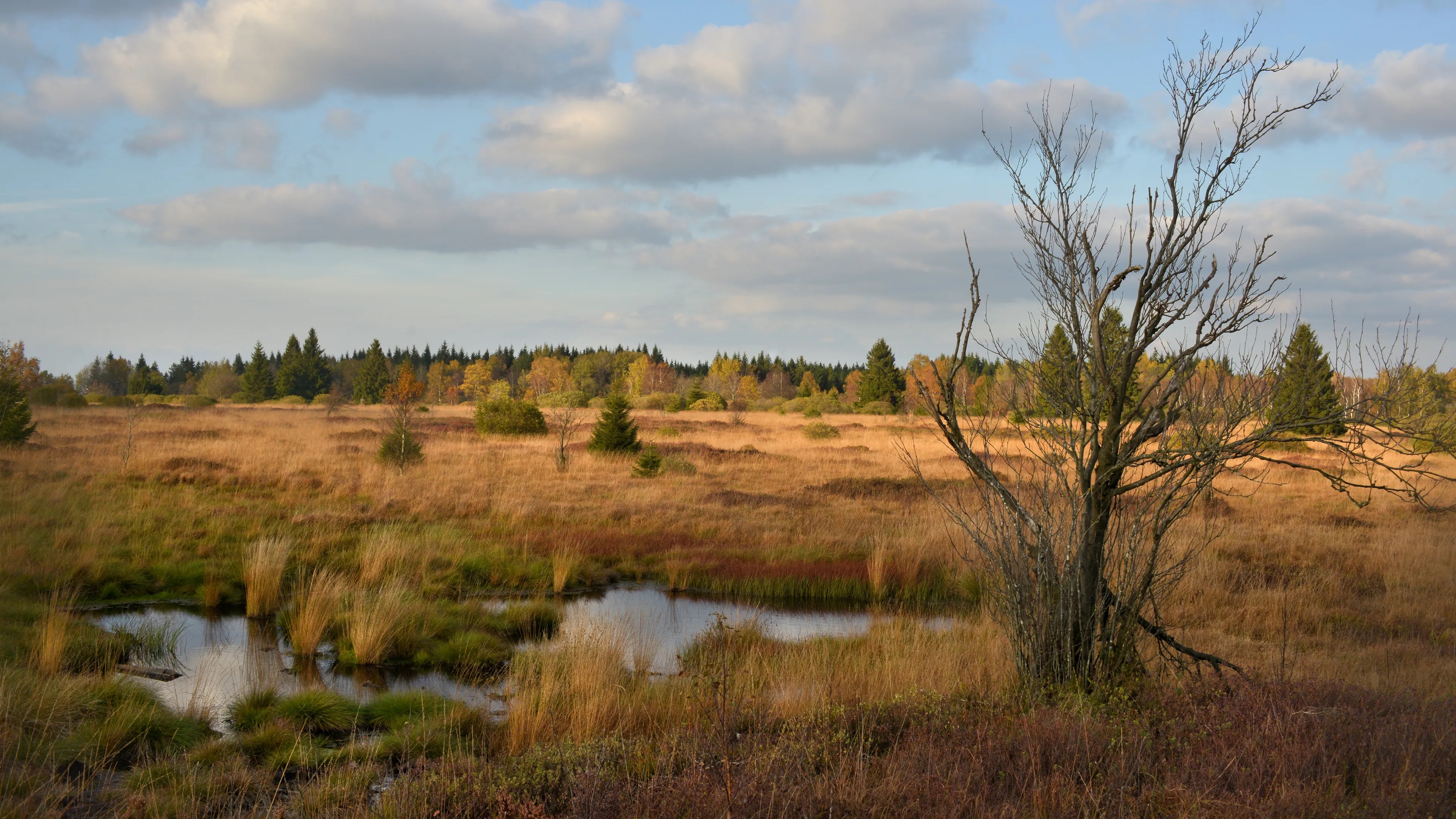 Hohes Venn