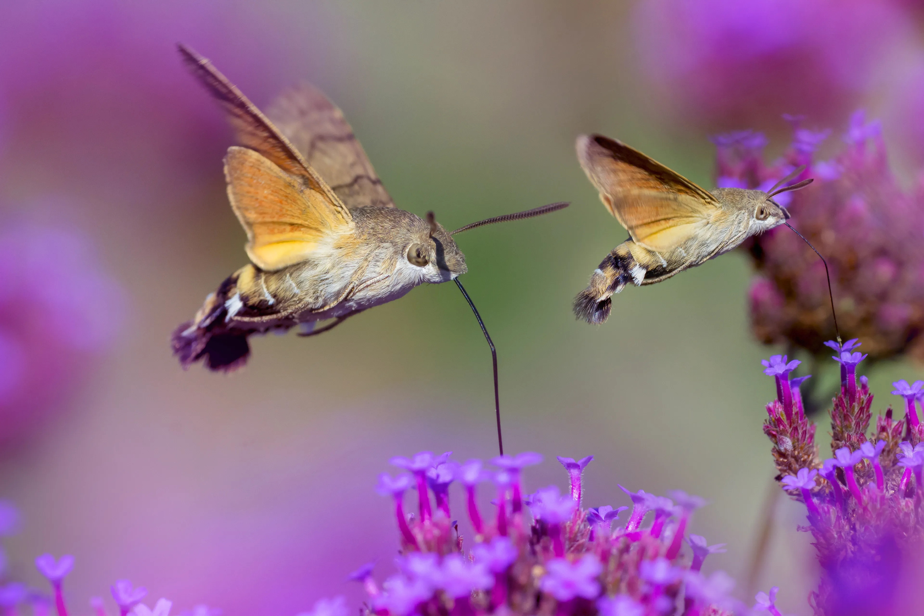 Schmetterling