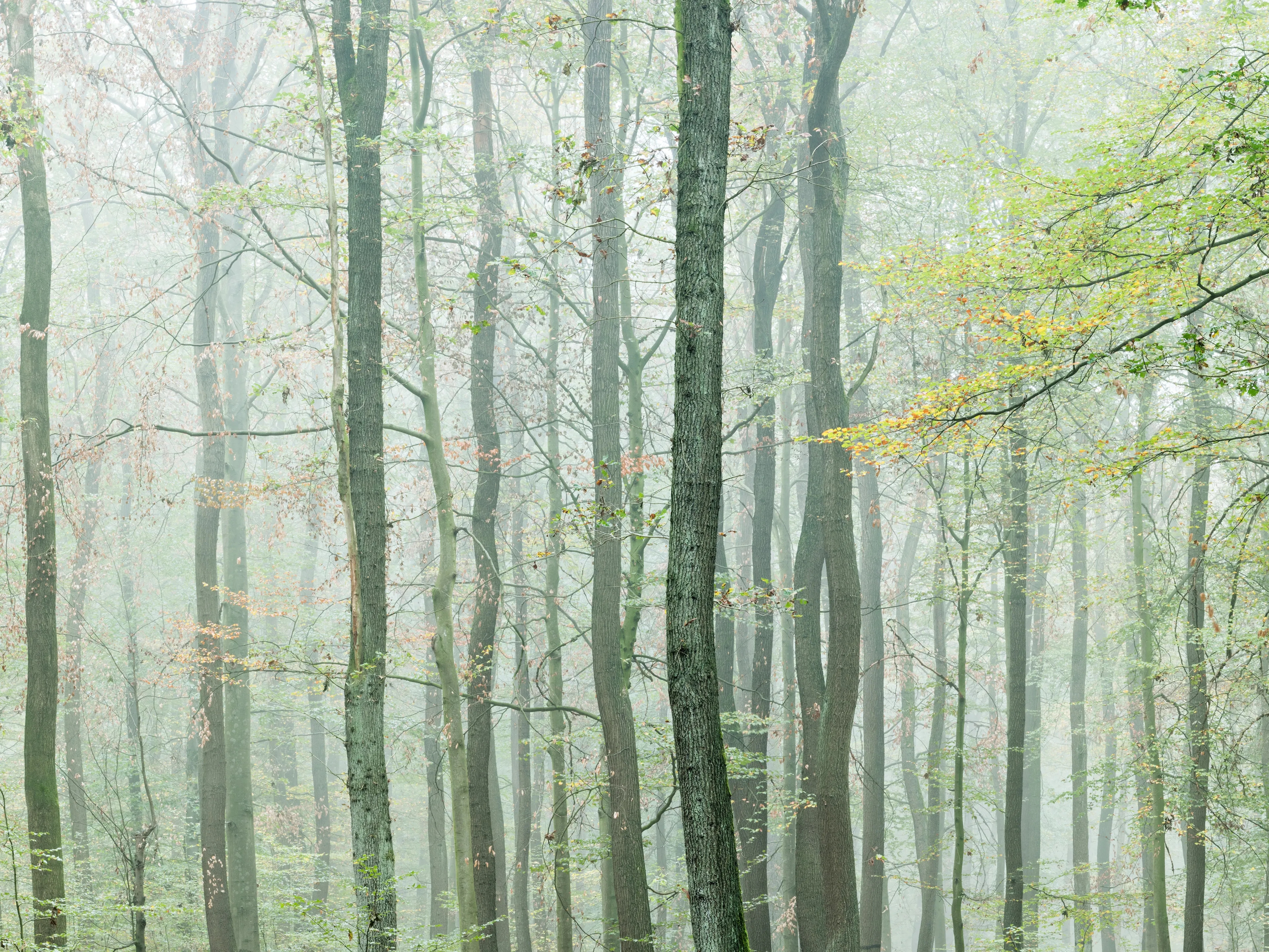 Buchenwald im Herbst