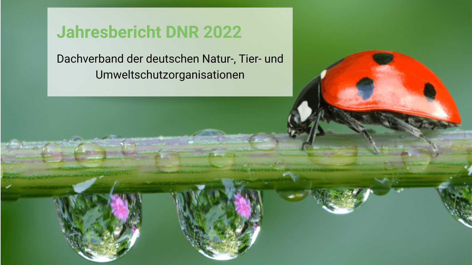 Jahresbericht DNR 2022