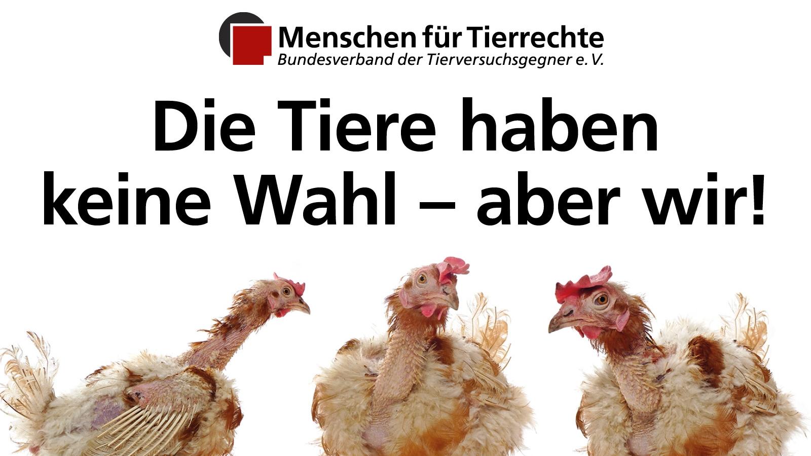 Foto von Legebatteriehennen, Logo von Menschen für Tierrechte, Aufschrift "Die Tiere haben keine Wahl - aber wir!"