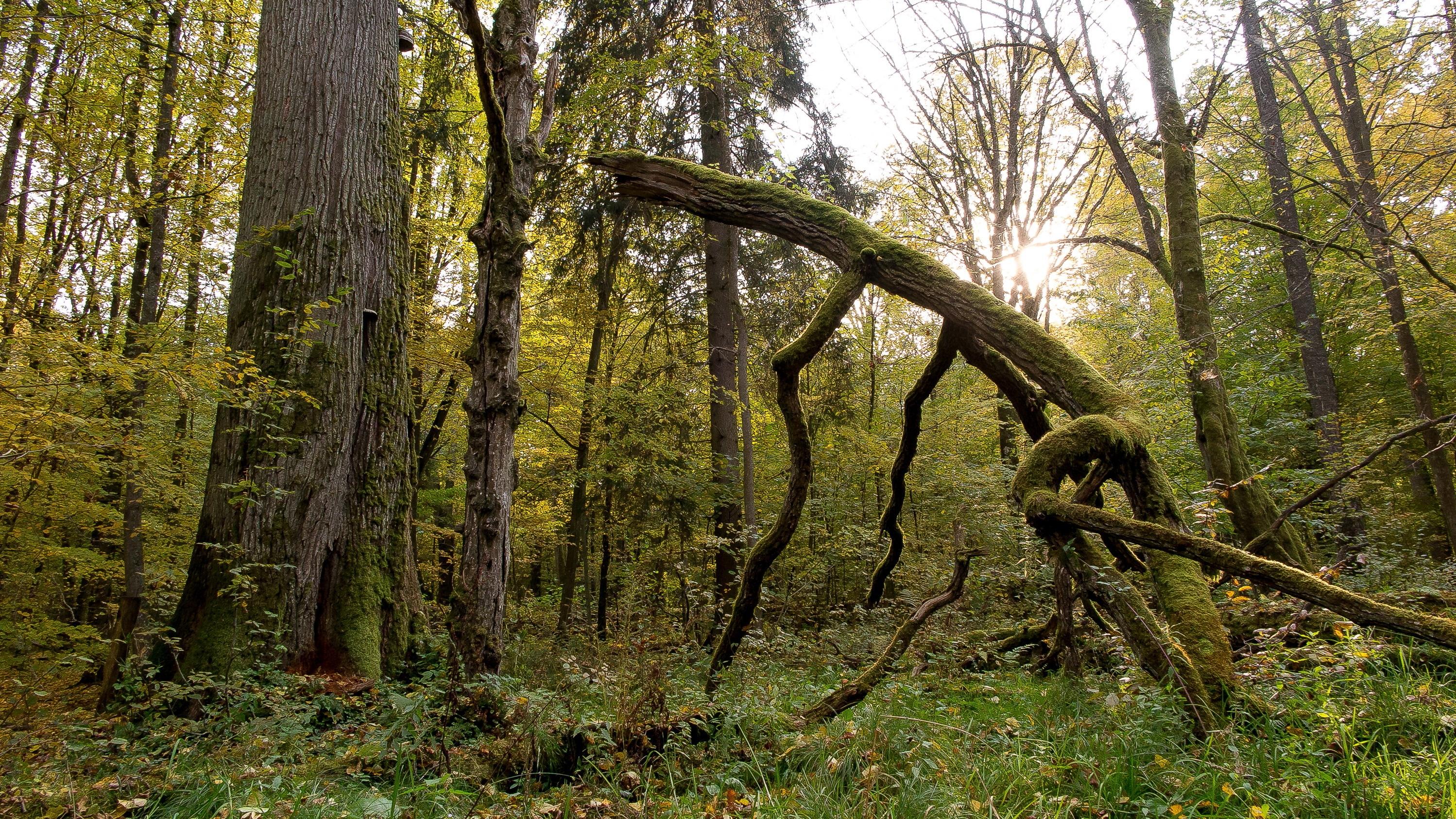 Foto aus dem Urwald Białowieża - ein moosbewachsener Altast inmitten unberührter Natur