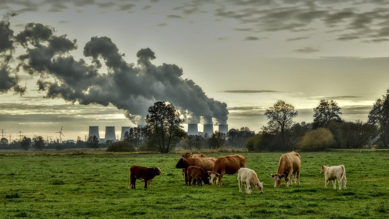 Eine Kuhherde steht auf einer Wiese, im Hintergrund sieht man eine Fabrik, die Rauch ausstößt.