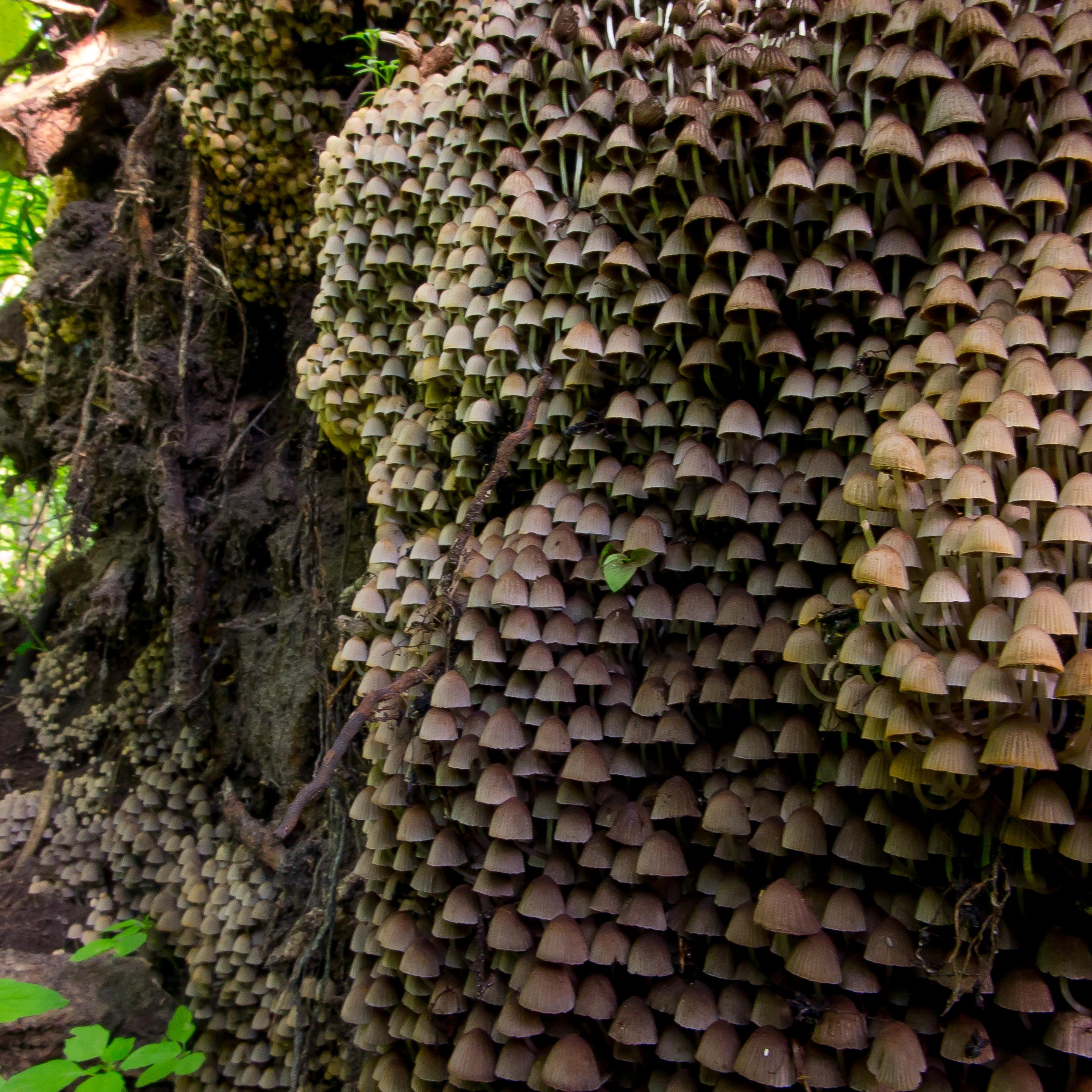 ein über und über mit Pilzen bewachsener alter Baum im Białowieża-Urwald (Foto: Adam Wajrak)