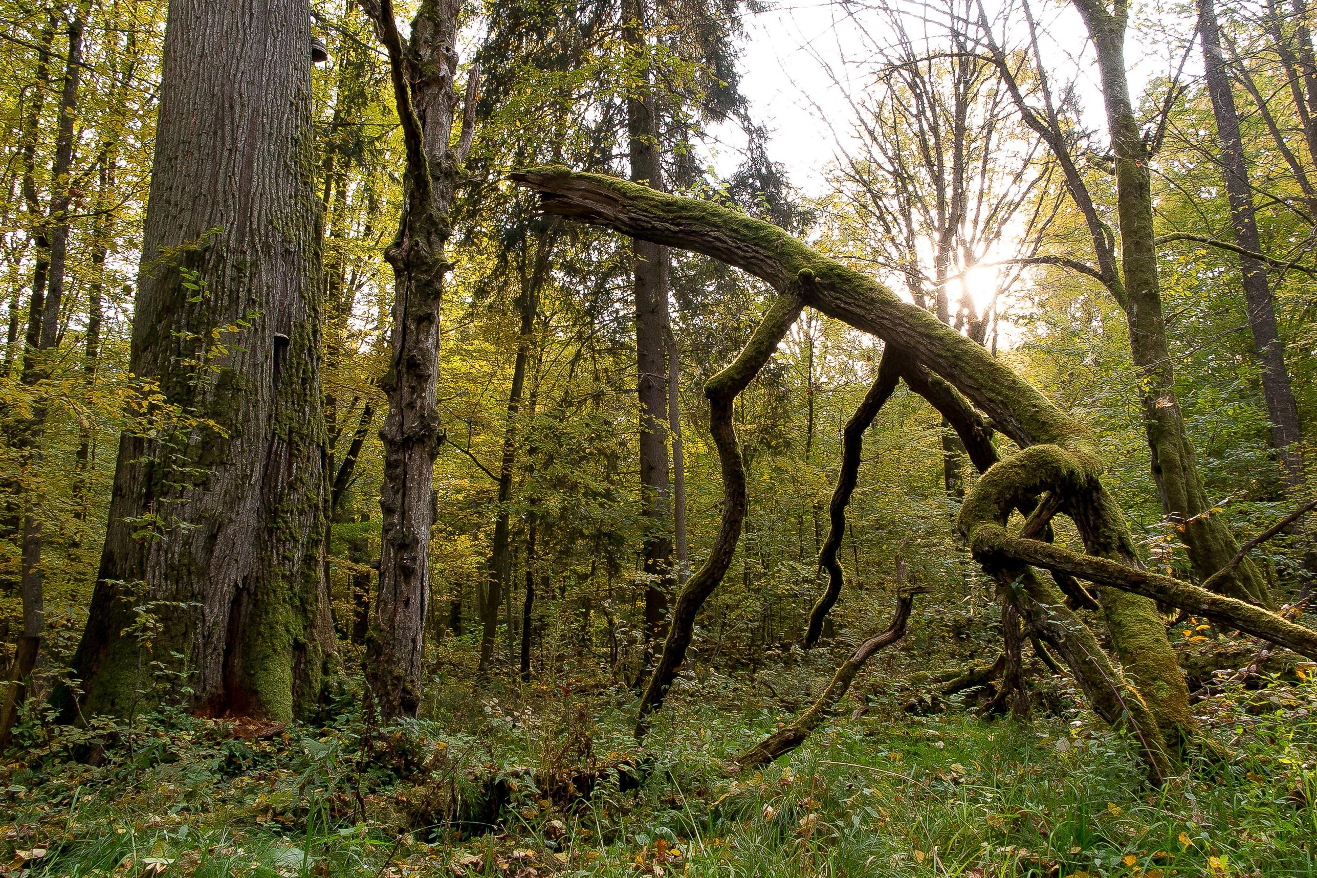 Foto aus dem Urwald Białowieża - ein moosbewachsener Altast inmitten unberührter Natur