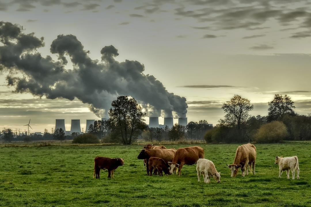 Eine Kuhherde steht auf einer Wiese, im Hintergrund sieht man eine Fabrik, die Rauch ausstößt.